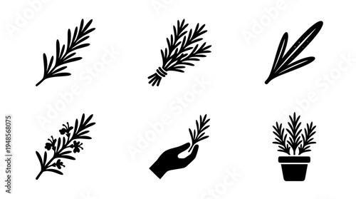 collection of rosemary, 6 filled black minimal icon vector set , white background , PNG and SVG isolate