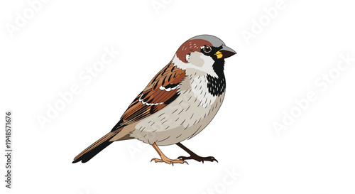 Realistic illustration of a small brown and grey sparrow bird standing on a white background showing detailed feather textures and features.