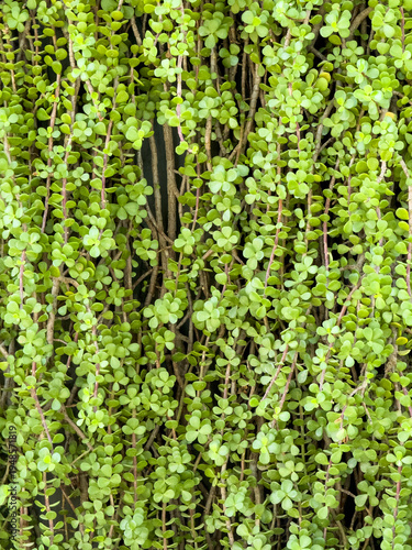 green leaves on the wall