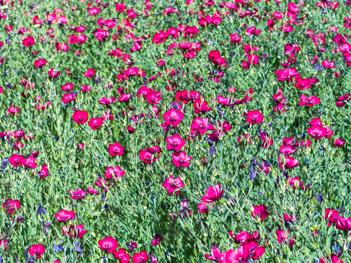 field of red flowers