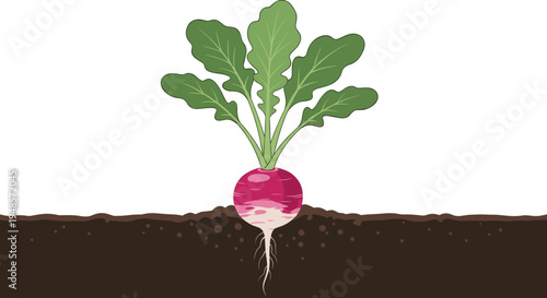 Vibrant red and white radish plant with large green leaves growing deep in the dark brown soil shown in a cross-section view.