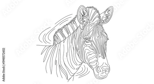 Detailed line art drawing of a zebra head showing its characteristic stripe patterns in black and white for design.