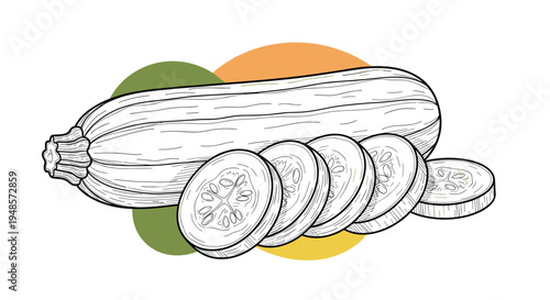 Detailed hand drawn sketch of a whole zucchini with fresh round slices against a background of green and orange organic shapes.