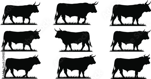 Set of black bull silhouettes in various walking and standing poses, hand drawn ranch animal icons isolated on white background,