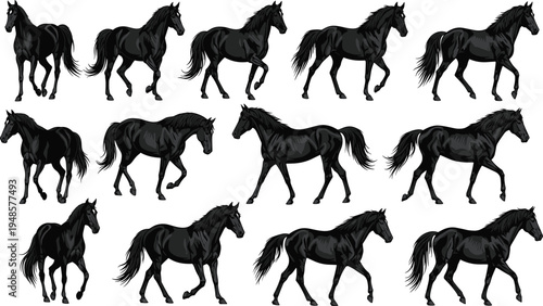 Set of black horse vector silhouettes featuring walking trotting and galloping poses for equestrian sports design and animation motion sequences