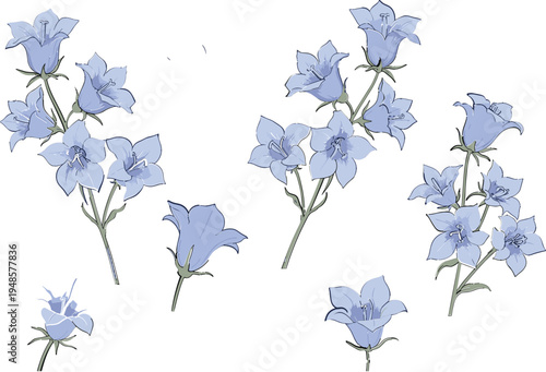 Blue Lily Flower Botanical Illustration Set with Hand Drawn Floral Branches and Blossoms Isolated on White Background for Decorative Design Vector Collection