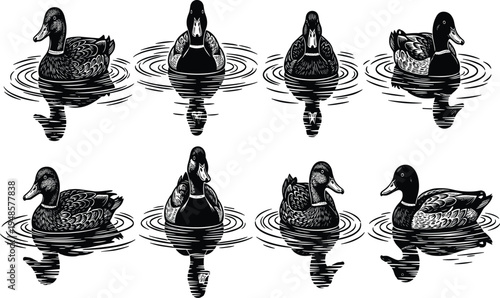 Duck swimming silhouette collection with water ripples, wildlife waterfowl bird illustration set in engraving style, nature animal vector isolated on light background