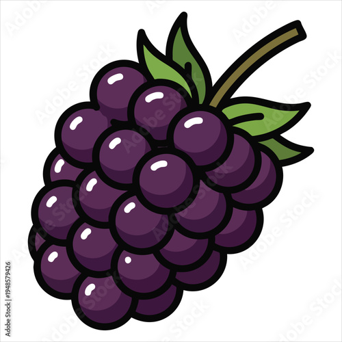 art illustration of fresh blackberries