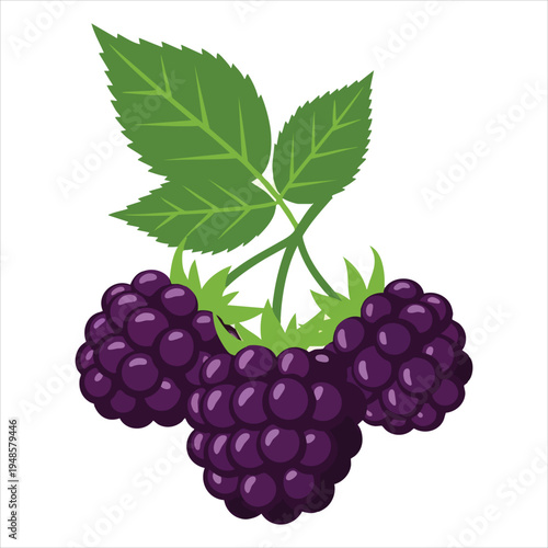 art illustration of fresh blackberries