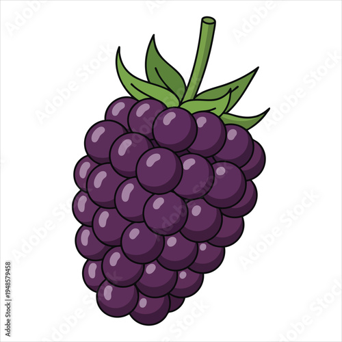 art illustration of fresh blackberries