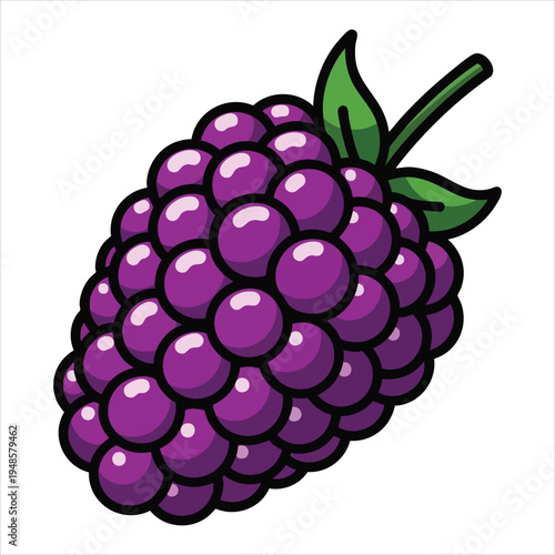 art illustration of fresh blackberries