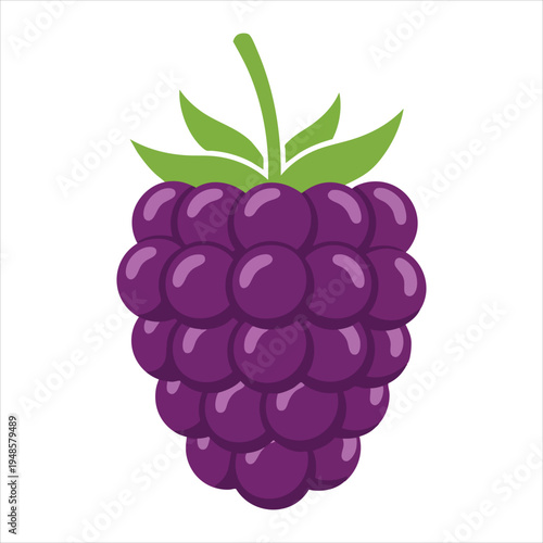 art illustration of fresh blackberries