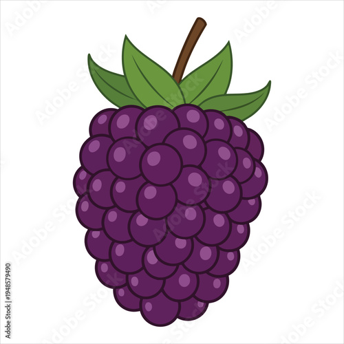 art illustration of fresh blackberries
