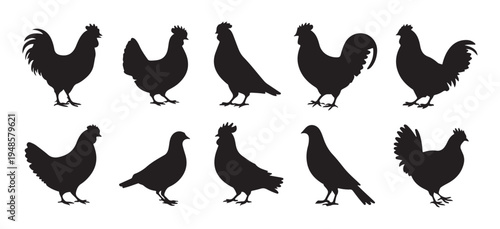 Rooster and chicken silhouettes, poultry birds, domestic animal set, farm fowl hen cocks standing walking