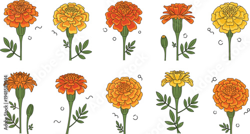 Flat vector illustration set of orange and yellow marigold flowers with green stems and leaves isolated on white background for botanical floral design.