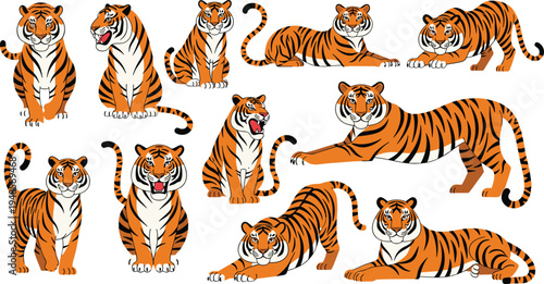 Flat vector illustration set of orange tigers in various poses including sitting, standing, stretching, and roaring, isolated on white background for wildlife design.