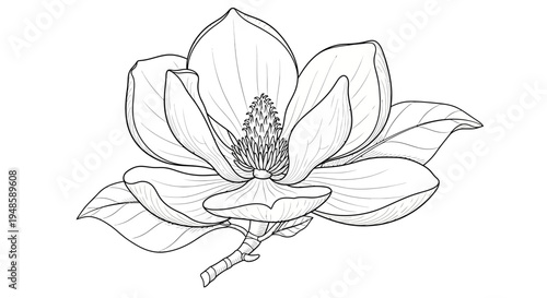 Magnolia Flower Line Drawing, Black and White Botanical Illustration, Elegant Floral Art