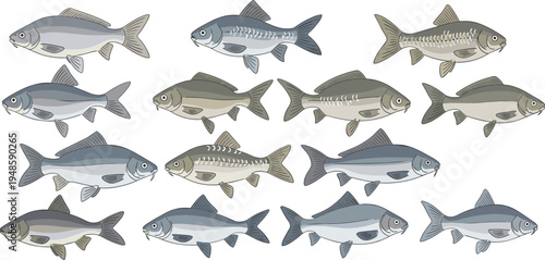 Vector collection of freshwater carp fish illustrations with detailed scales and fins for fishing sports seafood market branding and aquatic wildlife education.