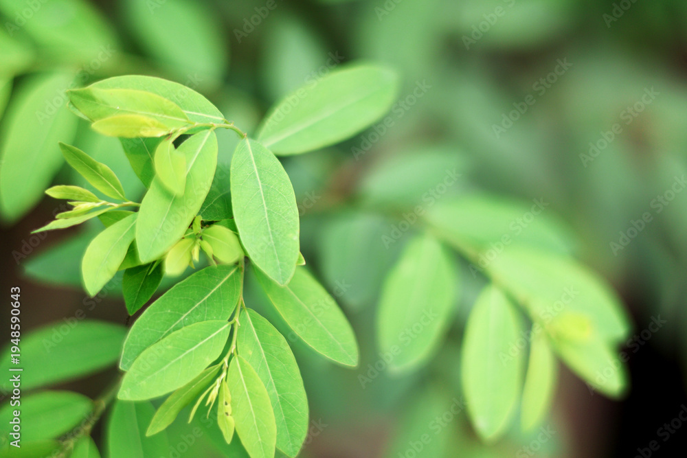 Fototapeta premium Fresh Green Coca Plant Leaves