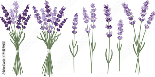 Set of lavender flower vector illustrations featuring purple blossom sprigs and bouquets for aromatherapy spa wellness cosmetic packaging and wedding floral deco