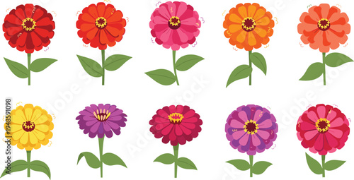 Colorful vector set of zinnia flowers in flat cartoon style with vibrant petals and green stems for summer garden designs.