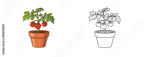 Tomato plant in pot illustration in flat cartoon and linear styles red and green colors organic vegetable garden element for agriculture and home cooking on white background