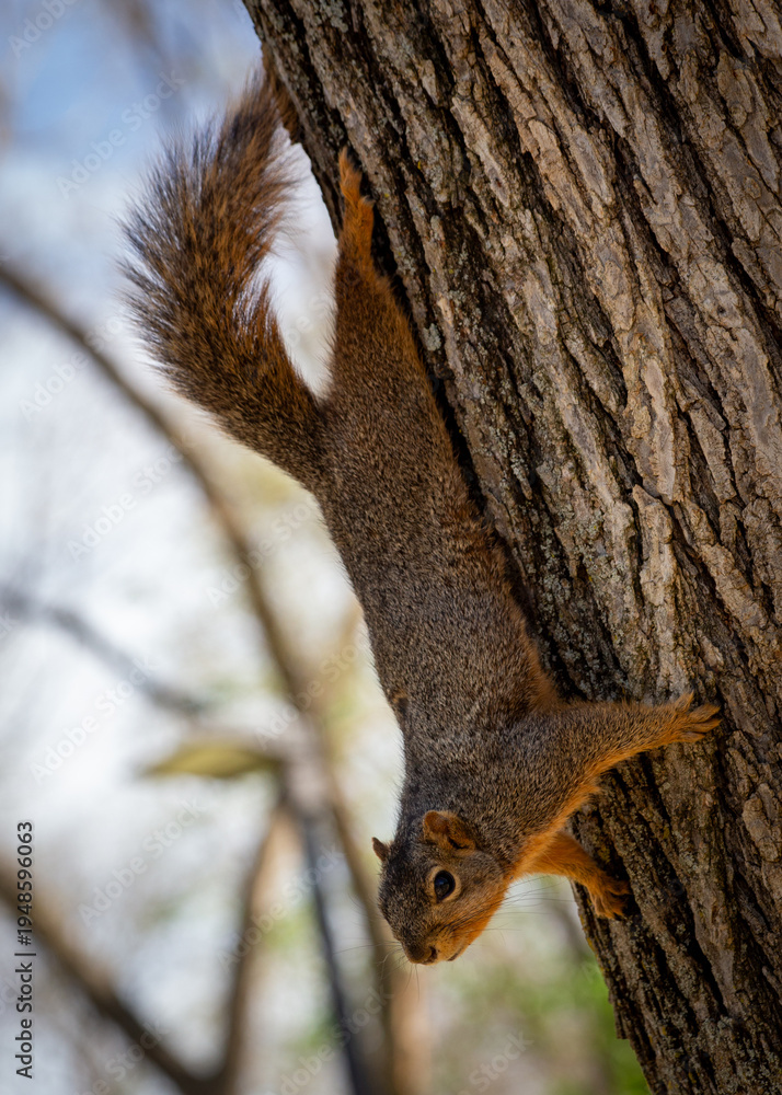 Fototapeta premium squirrel on tree