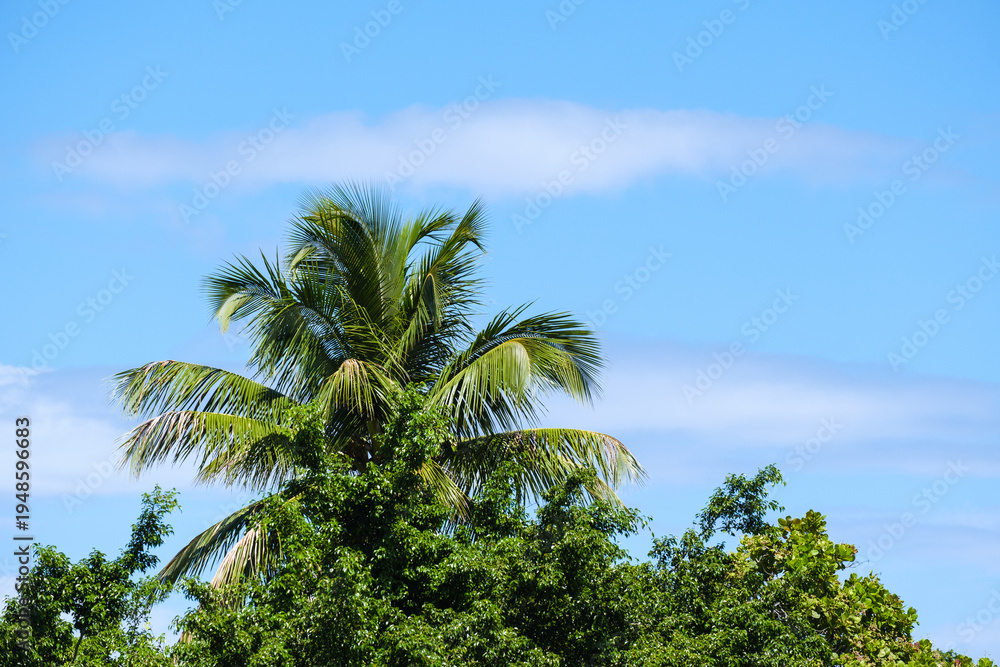 Naklejka premium Coconut palm against the blue sky. Beautiful tropical forest.