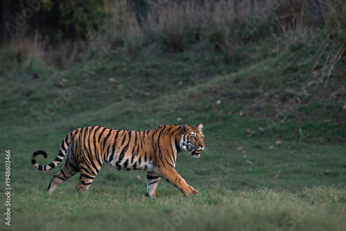 Fotografia A tiger moves slowly across a short grass meadow in the wild