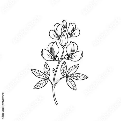 Botanical illustration of a flowering lupine plant stem.
