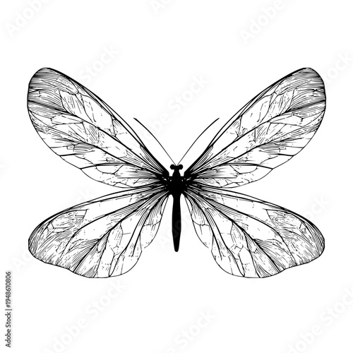 Detailed butterfly illustration with intricate wing patterns and delicate linework is shown here in black and white