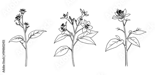 Tobacco plant set with fine line art depiction featuring botanical illustration, elegant thin lines, isolated on white with tobacco leaves and flowers