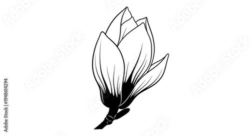 Magnolia Bud Black and White Line Art Illustration