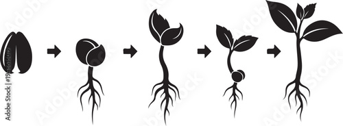 Plant growth stages from seed to sprout development process