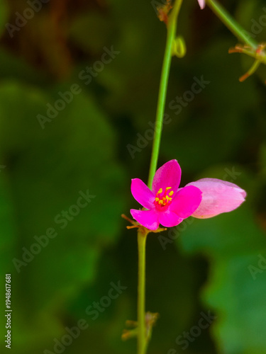 This pink flower is known in Indonesia as 