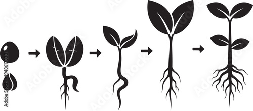 Plant growth stages from seed to sprout development process