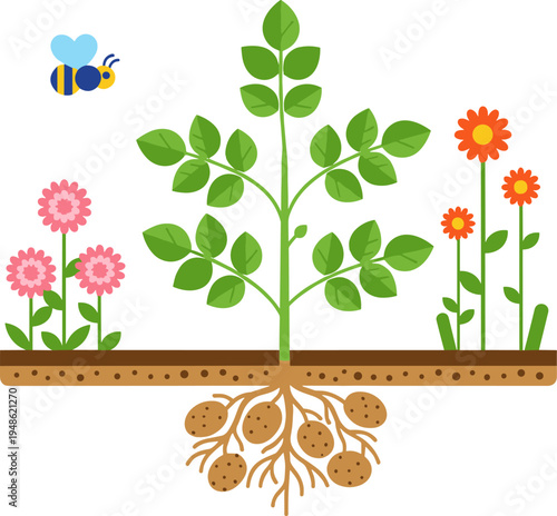 Plant growth stages illustration, garden flowers and potato roots diagram, gardening botany concept vector with soil roots pollination