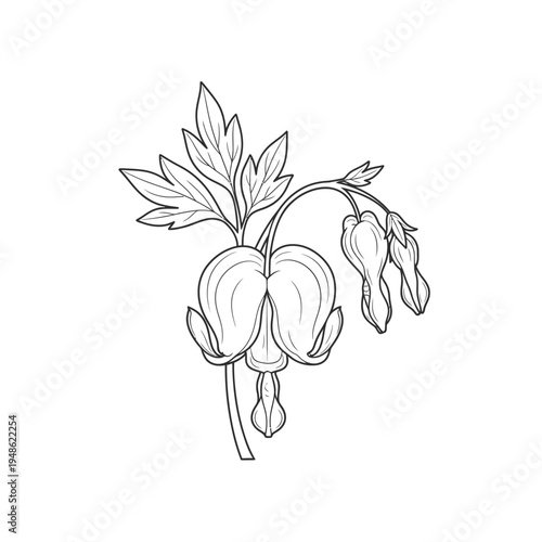 Elegant Bleeding Heart Flower Line Art Illustration.