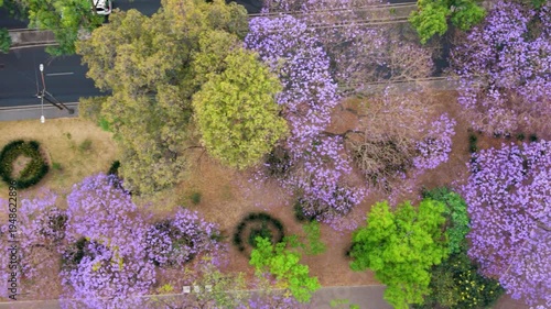 Panoramic drone capture of purple jacaranda trees in spring