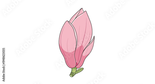 Pink Magnolia Flower Bud Isolated on White Background, Spring Blossom Illustration