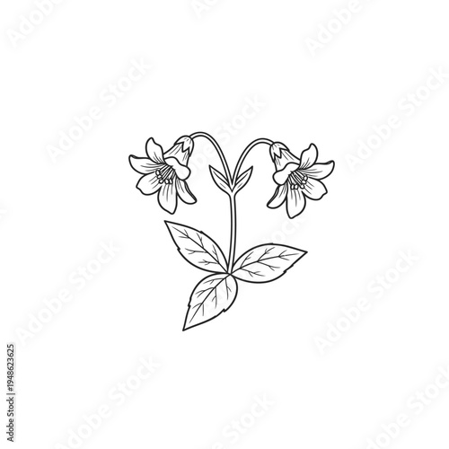 Elegant Botanical Illustration of a Delicate Flowering Plant.
