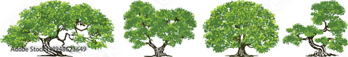 Set of four detailed green deciduous tree illustrations with lush summer foliage and textured bark isolated on a white background for landscape architectural design