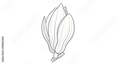 Magnolia Bud Drawing, Black and White Line Art, Botanical Illustration