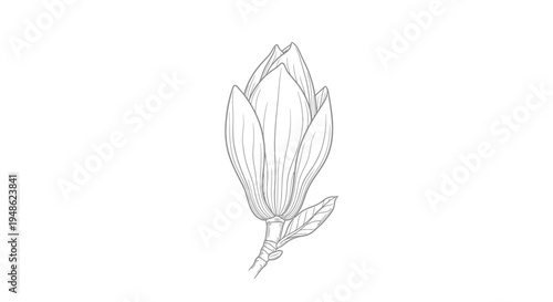 Magnolia bud outline drawing, botanical illustration, elegant flower sketch, black and white line art
