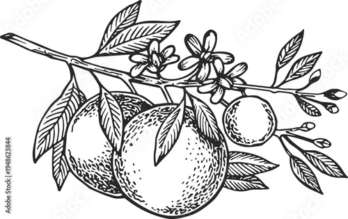 Vintage hand drawn engraving of orange fruit branch with leaves and blossoms, isolated botanical sketch for organic product packaging, citrus nectar and juice label.