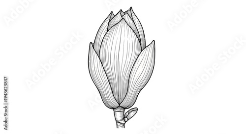 Magnolia Bud Illustration: Delicate Flower Blossom, Botanical Sketch, Black and White