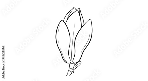 Magnolia Flower Bud Outline Drawing, Botanical Illustration