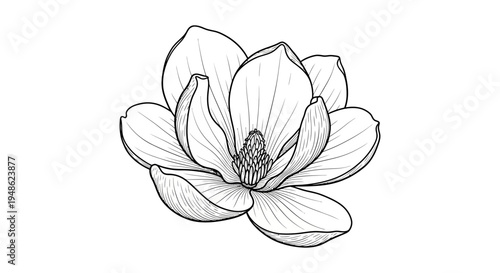 Magnolia Flower Drawing - Black and White Botanical Illustration