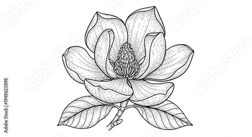 Magnolia Flower Drawing, Black and White Botanical Illustration, Elegant Floral Art