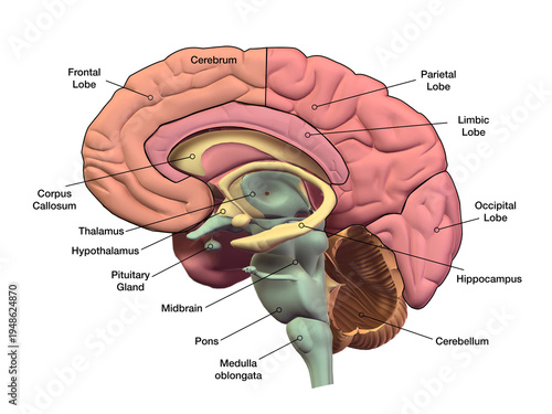 Foto Vector human brain medical ilustration
